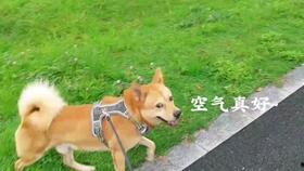 一个狗狗最新爆料视频在线观看,揭秘宠物界的秘密生活  第3张